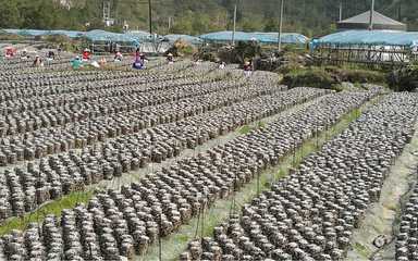 風(fēng)景秀麗、民風(fēng)淳樸！荔波這個(gè)村，定藏著你向往的鄉(xiāng)愁與鮮果之樂(lè)